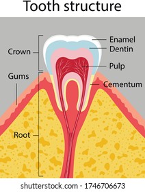 Vector illustration of tooth structure
