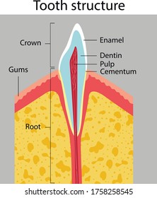 Vector illustration of tooth structure. Medical poster