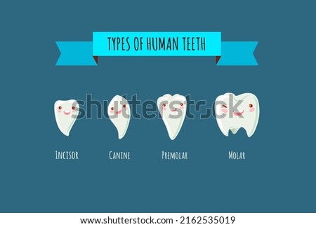 Vector illustration of tooth types. Collection of kawaii various healthy human teeth. Comparison of dental elements of the oral cavity. Anatomical differences in the shape of the incisor, canine, prem