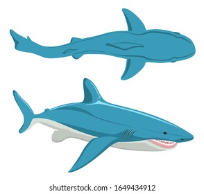 159 Shark top view Stock Vectors, Images & Vector Art | Shutterstock