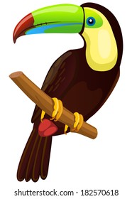 Vector illustration of a Toucan