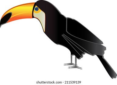 Vector illustration of toucan