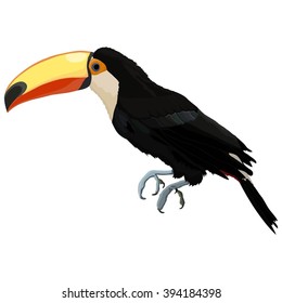 Vector illustration with toucan