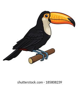 Vector illustration of a Toucan, isolated on a white background