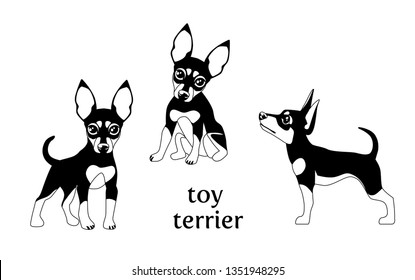 Vector illustration of Toy Terrier in various poses