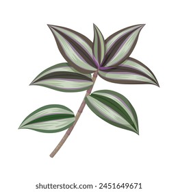 Vector illustration, Tradescantia zebrina, commonly known as Wandering Dude or Inch Plant, isolated on white background.