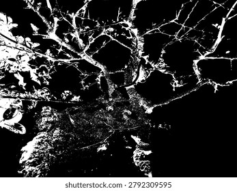 Vector illustration of a traditional bonsai tree looking up from below. High contrast black and white artistic botanical branches and leaves silhouette design for zen background.
