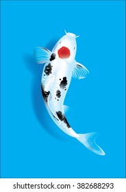 Vector illustration of traditional sacred Japanese Koi carp fish