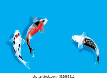 Vector illustration of traditional sacred Japanese Koi carp fish