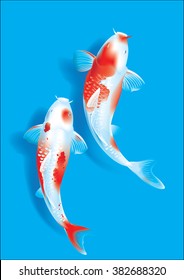 Vector illustration of traditional sacred Japanese Koi carp fish