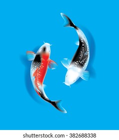 Vector illustration of traditional sacred Japanese Koi carp fish