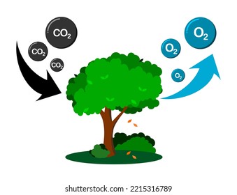 Vector illustration of tree absorbs CO2 and releases O2, graphic showing plant photosynthesis process on white background.