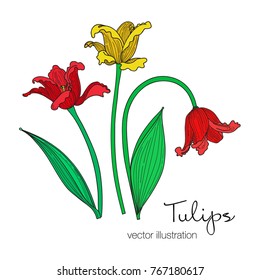 Vector illustration of tree beautiful tulips flowers. Red, yellow flowers and green leaves. Hand drawn.