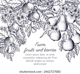 Vector illustration of a tree branch with blossoms and fruits. Apple and pear trees in engraving style