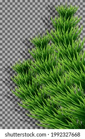 Vector illustration. Tree branch, fir-tree, vertical wooden frame made of fir branches isolated on transparent background. Realistic element of Christmas decor with shadows.