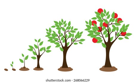Vector illustration of tree growth diagram isolated on white