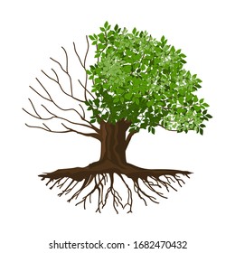 Vector illustration of a tree with half-dead and withered roots, molt tree, drought tree vector