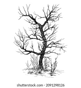 Ilustración vectorial, árbol aislado en fondo blanco.