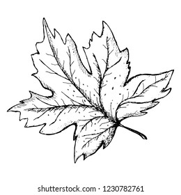 Vector illustration. Tree leave black and white hand-drawn sketch. Line art.