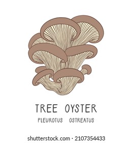 Vector illustration of a tree oyster mushroom isolated on white background. Pleurotus ostreatus. Forest edible fungi. Liquid culture. 