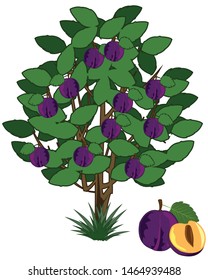 Vector illustration tree with ripe fruit plum