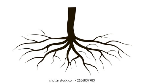 Vector illustration of a tree root. Black silhouette.