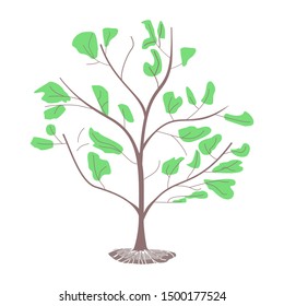 vector illustration of a tree. rooted with green leaves, mangrove plants