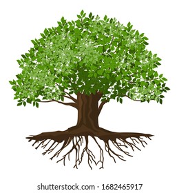 Vector illustration of a tree and roots, a tree with a round shape.