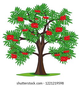 Vector illustration tree rowanberry and berries on white background is insulated