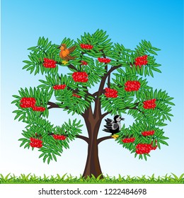 Vector illustration tree rowanberry with ripe berry on year glade