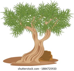 Vector illustration tree saxaul rising in desert