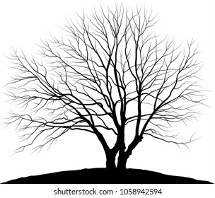 Vector illustration tree. Silhouette of oak without leaves