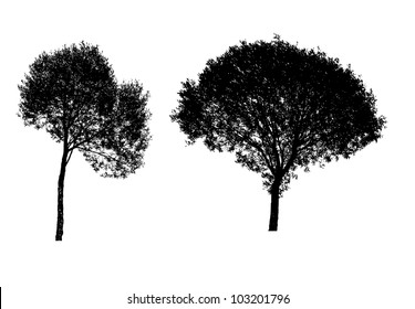 Vector illustration of tree silhouettes