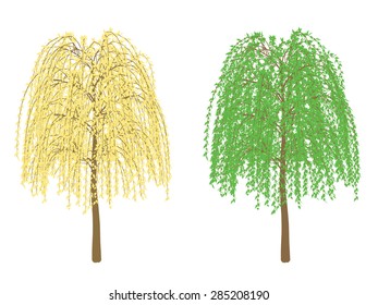 Vector illustration of a tree in summer and autumn. Isolated.