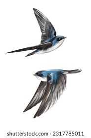 Vector illustration with tree swallows for posters, cards, printing, t shirt design, pattern elements and more on isolated background.