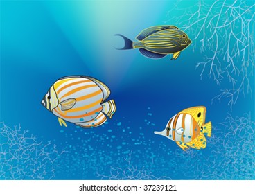 vector illustration of tree tropical fishes on underwater background