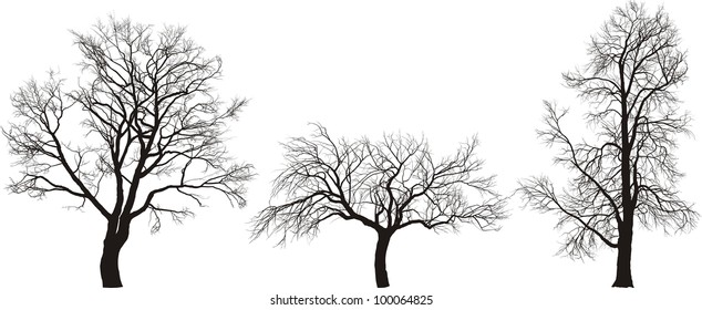 Vector Illustration Of Tree Walnut, Chestnut And  Apple In Winter