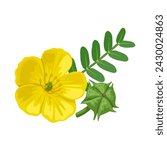 Vector illustration, Tribulus terrestris,also called goat's head, bindii, bull's head, burra gokharu, bhakhdi, caltrop, cat's head, devil's thorn, isolated on white background.