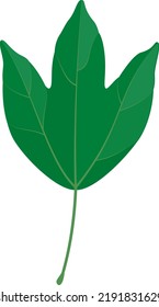 Vector illustration of a trident maple leaf isolated on background.