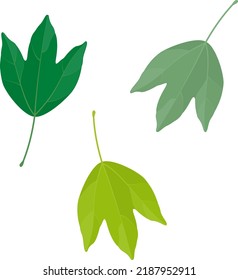 Vector illustration of trident maple leaves isolated on background.