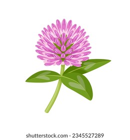 Ilustración vectorial, Trifolium pratense, conocido como trébol rojo, aislado sobre fondo blanco.