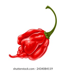 Vector illustration, Trinidad Scorpion Peppers, isolated on white background.