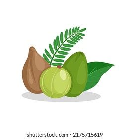 Vector illustration of Triphala, Triphala is a herbal medicine combination of Terminalia belerica, Terminalia chebula and Phyllanthus emblica.