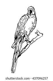 Vector illustration of tropical ara parrot sitting on tree. Isolated monochrome parrot bird. Black and white sketch. Design element for print, label, package, background.