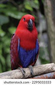 vector illustration of tropical beautiful bird in nature