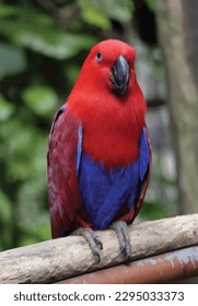 vector illustration of tropical beautiful bird in nature