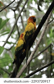 vector illustration of a tropical bird in nature