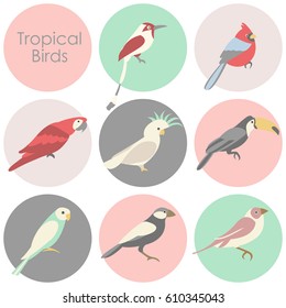 Vector illustration of tropical birds icon