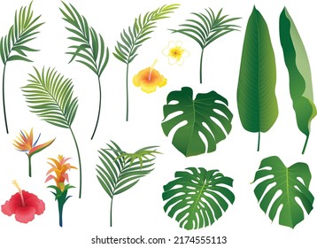 Vector illustration of tropical exotic leaves and flowers isolated on white background