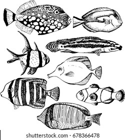 Vector illustration of tropical fish isolated on white background. Set elements of marine fauna. Design for summer beach, tattoo, card, print, t-shirt, postcard, poster, invitations, greeting cards.